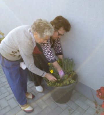 panie upiększyły dziedziniec Domu Seniora posadzonymi kwiatami
