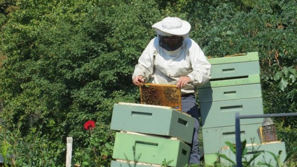 Przczelarz wyjmuje ramkę z pszczołami z ula.