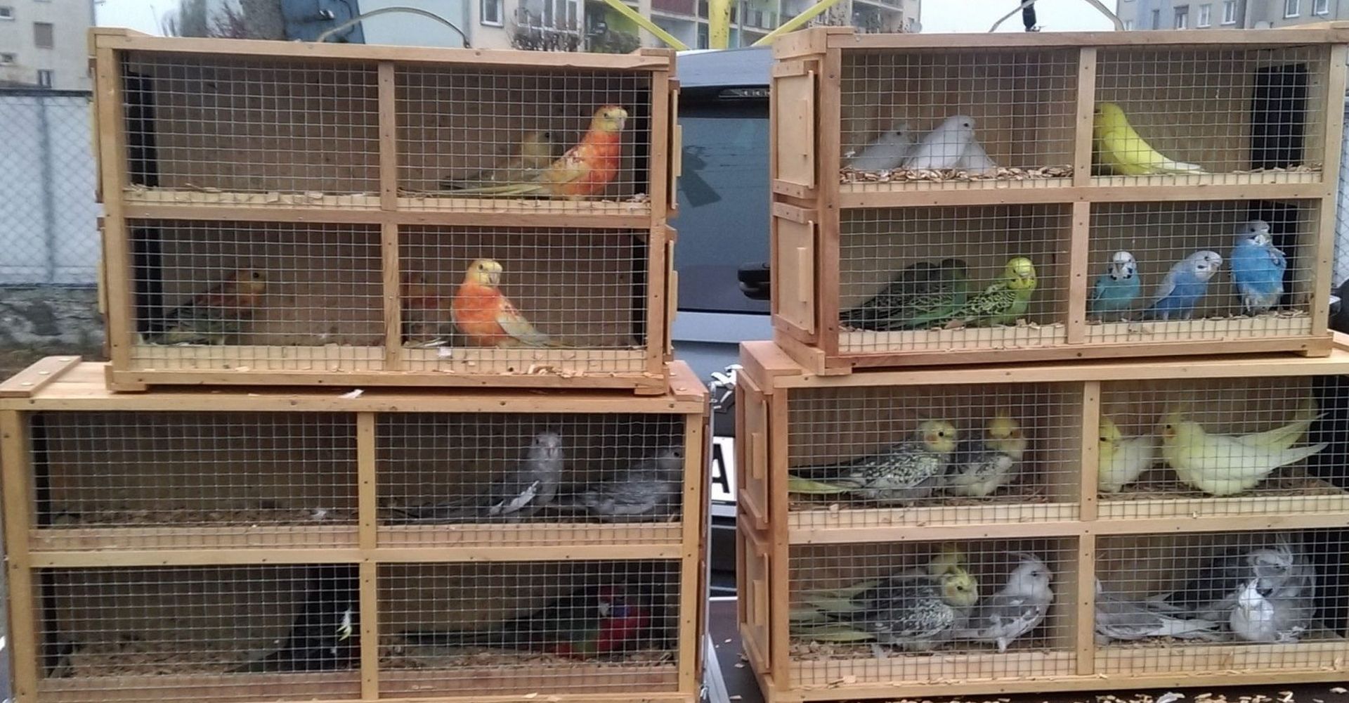 zdjęcie przedstawia papugi w klatce